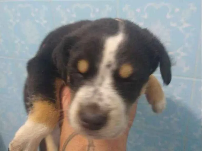 Cachorro ra a Indefinida idade Abaixo de 2 meses nome Sem nome