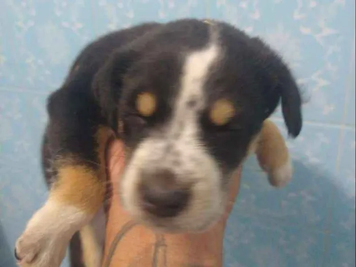 Cachorro ra a Indefinida idade Abaixo de 2 meses nome Sem nome