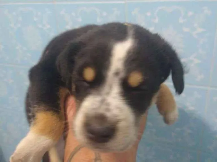 Cachorro ra a Indefinida idade Abaixo de 2 meses nome Sem nome