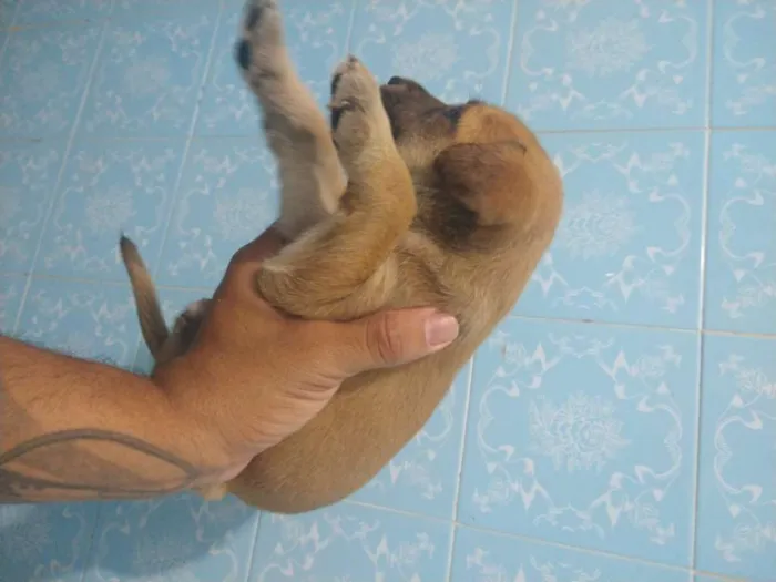 Cachorro ra a Indefinida idade 2 a 6 meses nome Sem nome