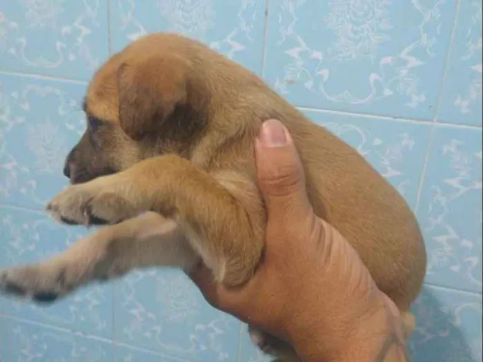 Cachorro ra a Indefinida idade 2 a 6 meses nome Sem nome