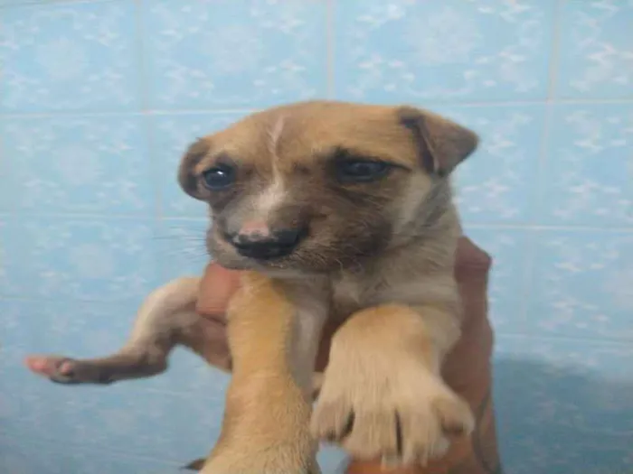 Cachorro ra a Indefinida idade 2 a 6 meses nome Sem nome