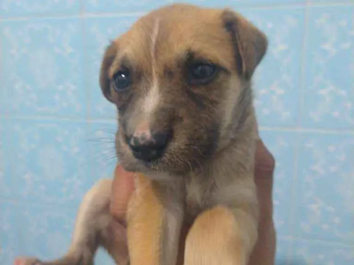 Cachorro ra a Indefinida idade 2 a 6 meses nome Sem nome