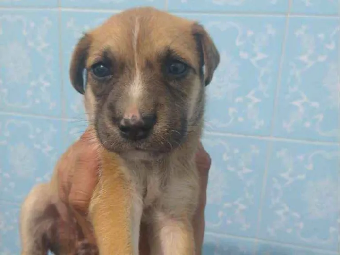 Cachorro ra a Indefinida idade 2 a 6 meses nome Sem nome