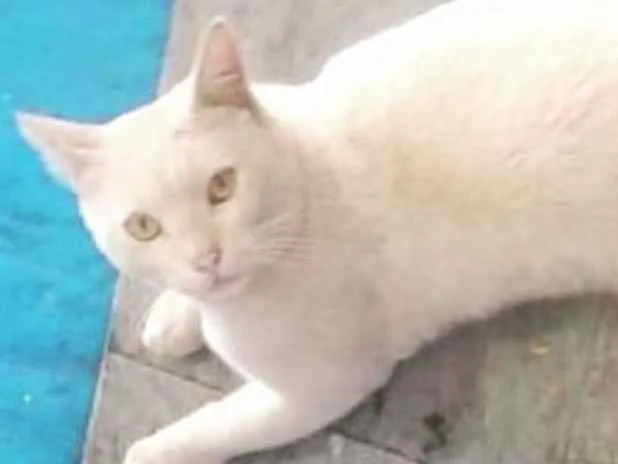 Gato ra a  idade 7 a 11 meses nome Denguinho