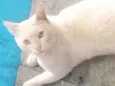 Denguinho