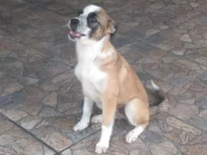 Cachorro raça Sem raça  idade 7 a 11 meses nome Kira