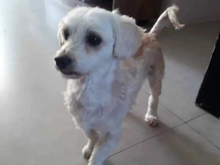 Cachorro ra a SRD idade 3 anos nome Beck