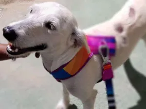 Cachorro raça Srd idade 2 anos nome SPIKE