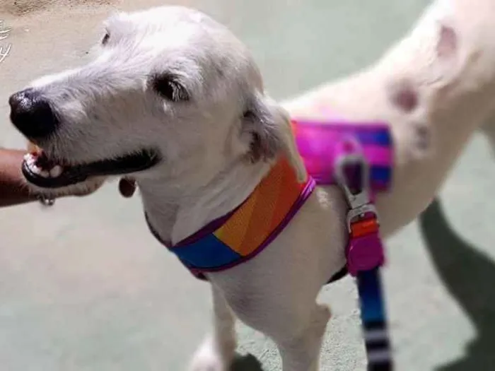 Cachorro ra a Srd idade 2 anos nome SPIKE