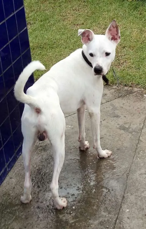 Cachorro raça Pit-Bull idade 2 a 6 meses nome Derek