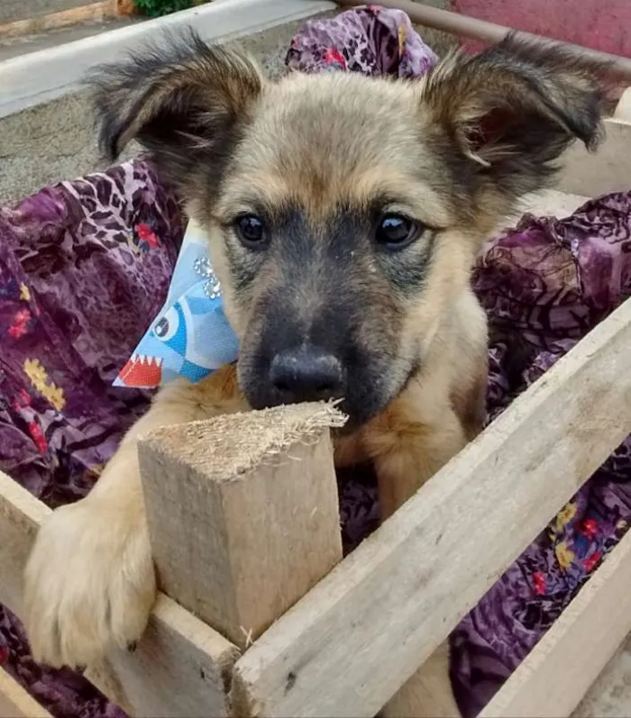 Cachorro ra a SDR idade 2 a 6 meses nome Legochi