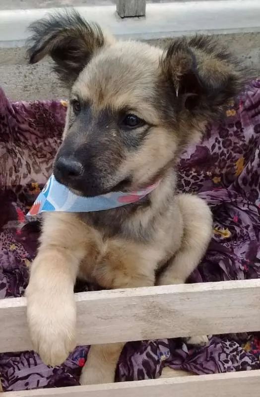 Cachorro ra a SDR idade 2 a 6 meses nome Legochi