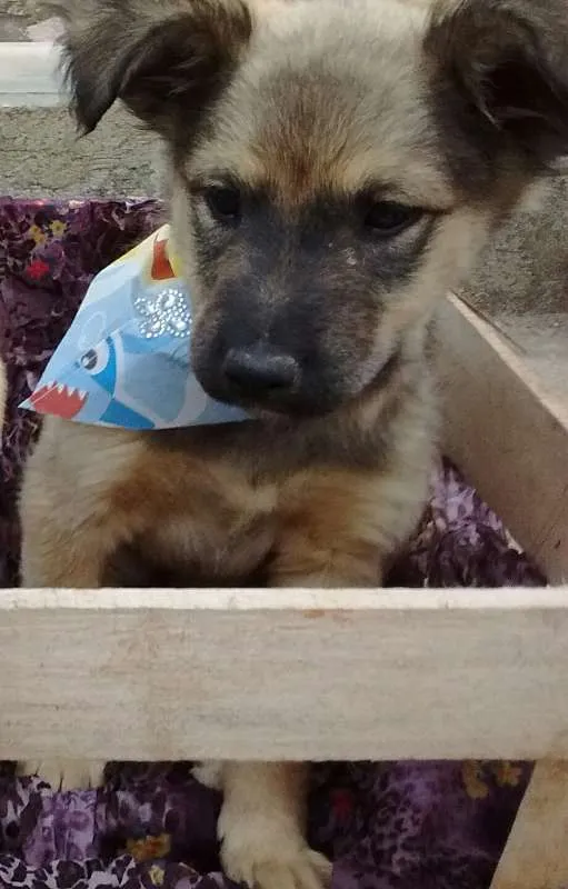 Cachorro ra a SDR idade 2 a 6 meses nome Legochi