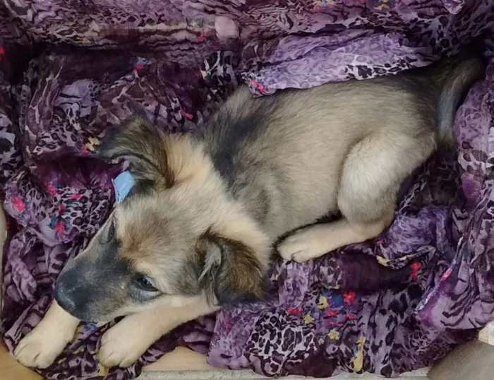 Cachorro ra a SDR idade 2 a 6 meses nome Legochi