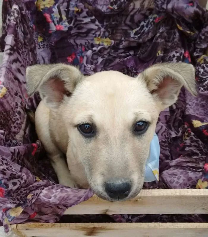 Cachorro ra a SDR idade 2 a 6 meses nome Lui