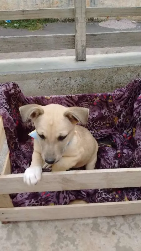 Cachorro ra a SDR idade 2 a 6 meses nome Lui