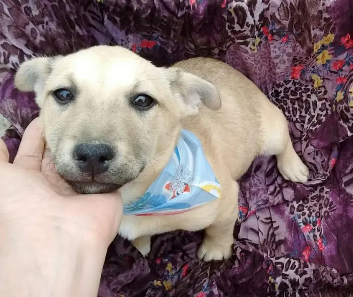 Cachorro ra a SDR idade 2 a 6 meses nome Lui