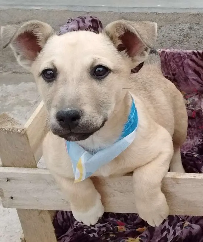 Cachorro ra a SDR idade 2 a 6 meses nome Lui