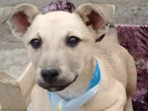 Cachorro raça SDR idade 2 a 6 meses nome Lui