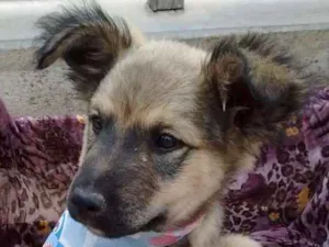 Cachorro raça SDR idade 2 a 6 meses nome Legochi