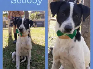 Cachorro raça Srd idade 2 anos nome Scooby 
