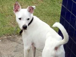 Cachorro raça Pit-Bull idade 2 a 6 meses nome Derek