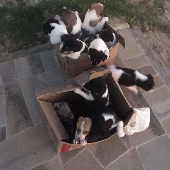 Cachorro raça SRD idade Abaixo de 2 meses nome Mestiços de BORDER C