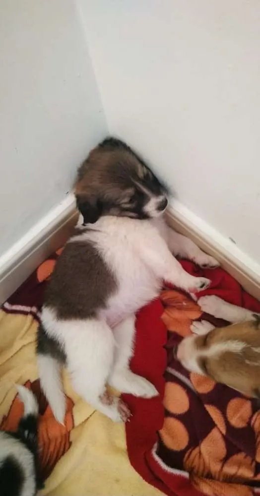 Cachorro raça SRD idade Abaixo de 2 meses nome Mestiços de BORDER C