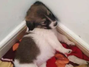 Cachorro raça SRD idade Abaixo de 2 meses nome Mestiços de BORDER C