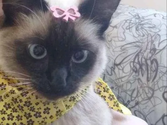 Gato ra a Siamês  idade 2 anos nome Mia