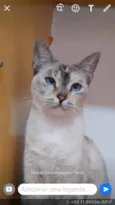 Varios gatinhos