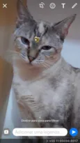 Varios gatinhos