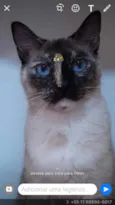 Varios gatinhos