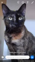 Varios gatinhos