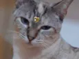 Varios gatinhos