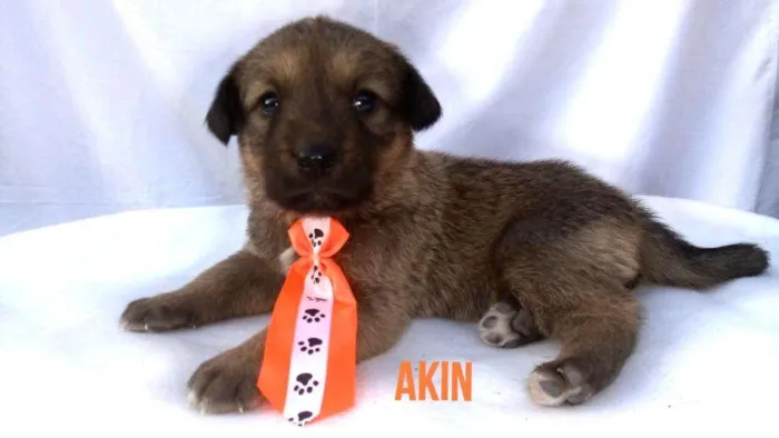 Cachorro ra a Sem raça definida  idade Abaixo de 2 meses nome Filhotes para Adoção