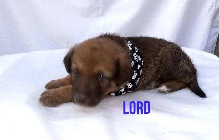 Cachorro ra a Sem raça definida  idade Abaixo de 2 meses nome Filhotes para Adoção
