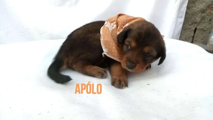 Cachorro ra a Sem raça definida  idade Abaixo de 2 meses nome Filhotes para Adoção
