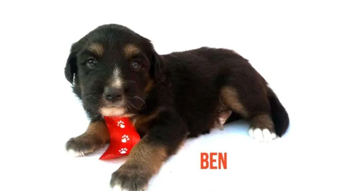 Cachorro ra a Sem raça definida  idade Abaixo de 2 meses nome Filhotes para Adoção