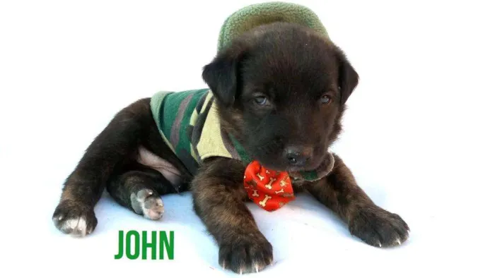 Cachorro ra a Sem raça definida  idade Abaixo de 2 meses nome Filhotes para Adoção
