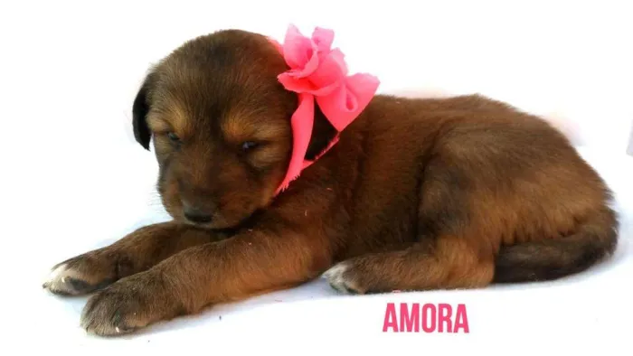 Cachorro ra a Sem raça definida  idade Abaixo de 2 meses nome Filhotes para Adoção