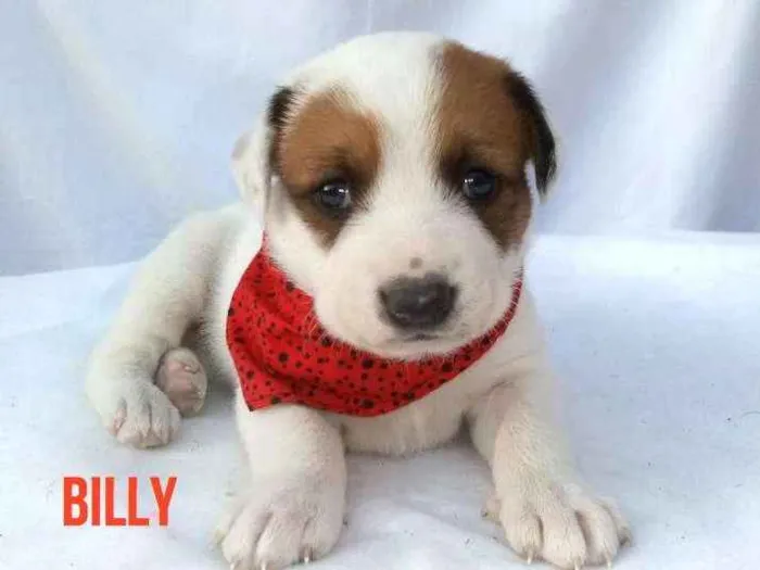 Cachorro ra a Sem raça definida  idade Abaixo de 2 meses nome Filhotes para Adoção