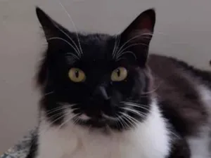 Gato raça Srd idade 1 ano nome Varios gatinhos 