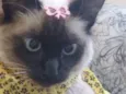 Mia
