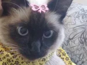 Gato raça Siamês  idade 2 anos nome Mia
