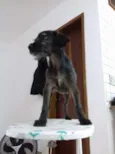 Amora