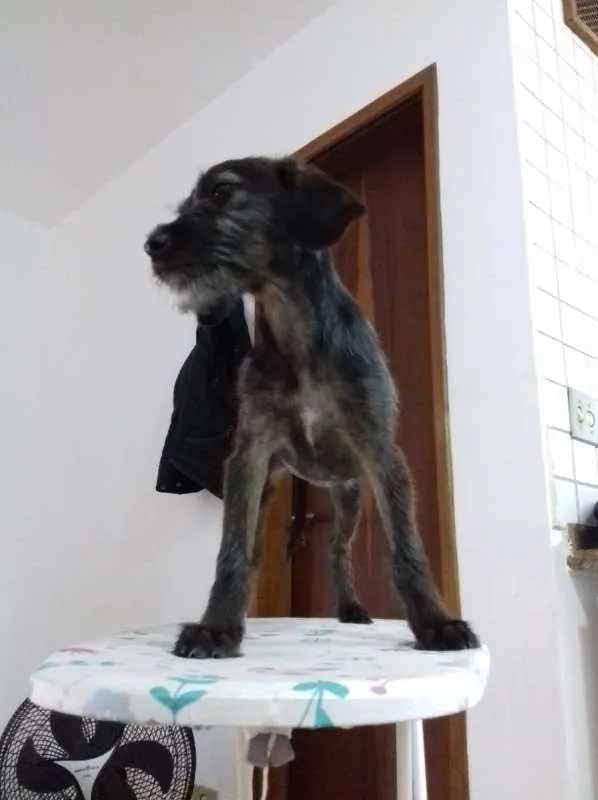 Cachorro ra a Srd idade 2 a 6 meses nome Amora