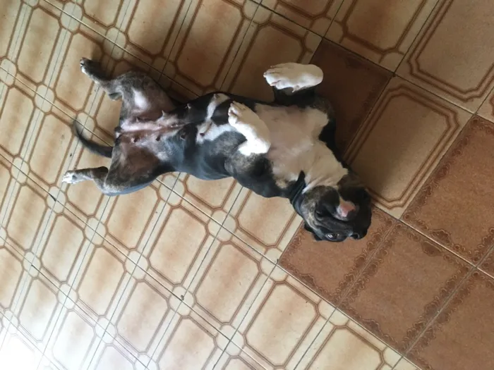 Cachorro ra a American Bully Pockt idade 1 ano nome Lagatha