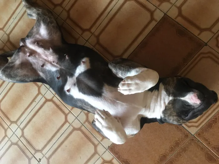 Cachorro ra a American Bully Pockt idade 1 ano nome Lagatha